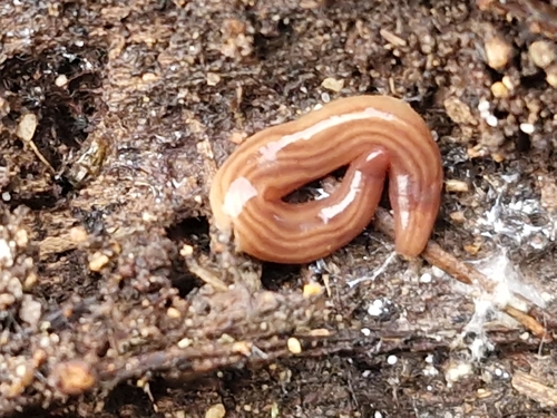 five-striped flatworm