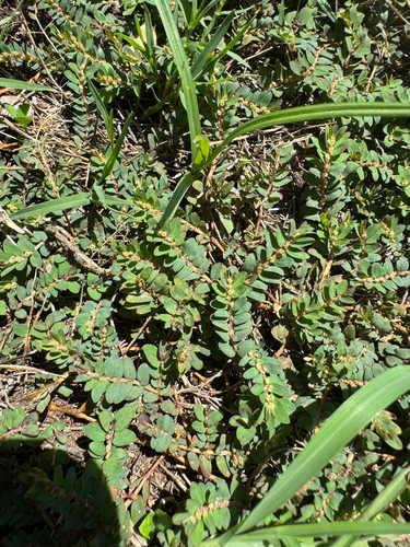 Euphorbia thymifolia, 2026-08-22