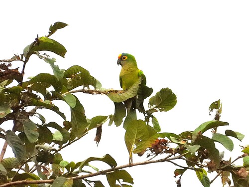 Peach-fronted Parakeet