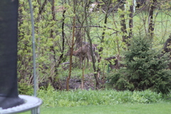 Odocoileus virginianus