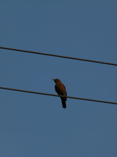 Brown Rock Chat (Oenanthe fusca), photo 8