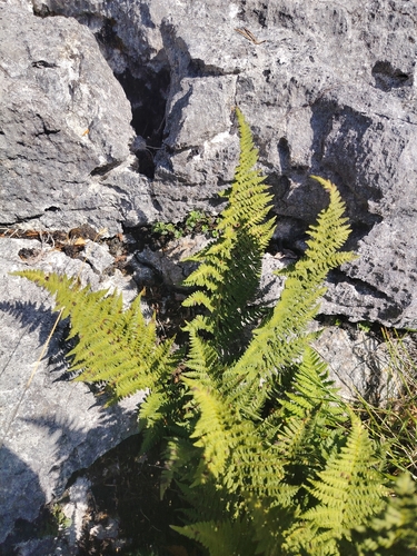 Dryopteris mindshelkensis, photograph 1