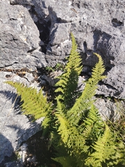Dryopteris mindshelkensis, photograph (c) Sean Hartnett, some rights reserved (CC BY)