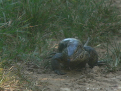 Tupinambis cryptus