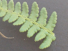 Dryopteris mindshelkensis, photograph (c) Sean Hartnett, some rights reserved (CC BY)