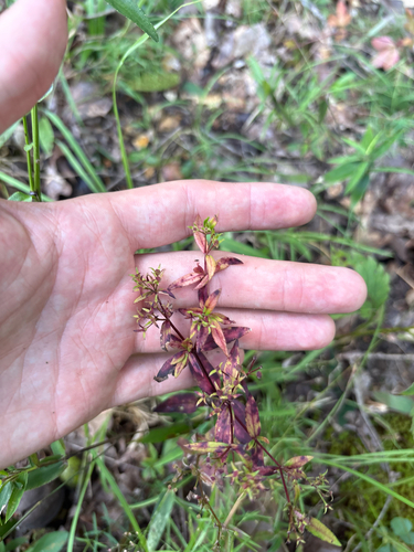 Houstonia purpurea, photograph 2