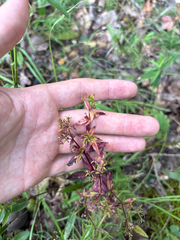 Houstonia purpurea, photograph author not stated, no rights reserved