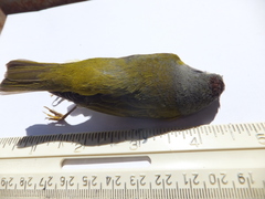 Leiothlypis ruficapilla