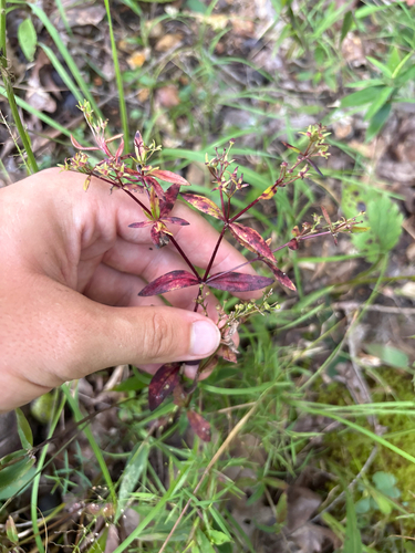 Houstonia purpurea, photograph 3