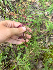 Houstonia purpurea, photograph author not stated, no rights reserved