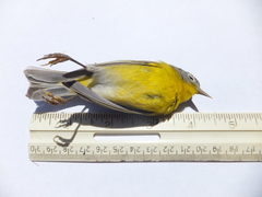 Leiothlypis ruficapilla