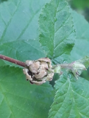 Phytoptus avellanae