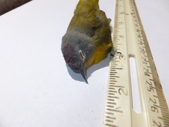 Leiothlypis ruficapilla