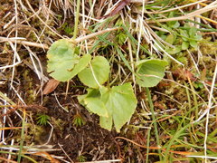Viola biflora carlottae