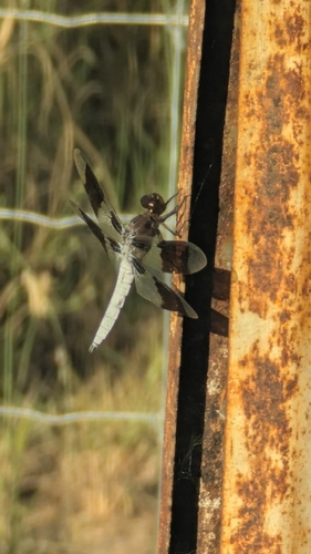 Common Whitetail