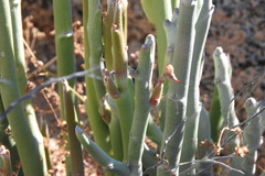 Euphorbia lomelii