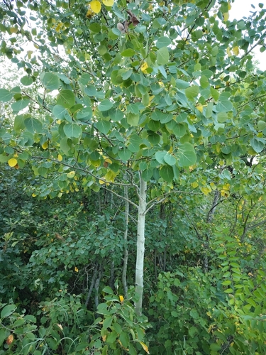 quaking aspen
