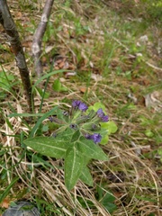Pulmonaria angustifolia