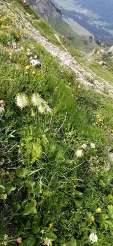 Phyteuma spicatum