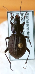 Sphaeroderus stenostomus lecontei