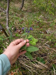 Pulmonaria angustifolia
