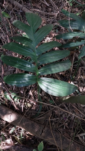Rhaphidophora decursiva observed 2026-08-22