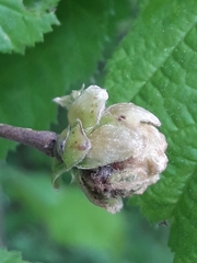 Phytoptus avellanae