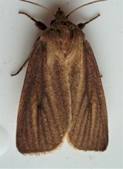 Globia laeta