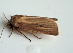 Globia laeta