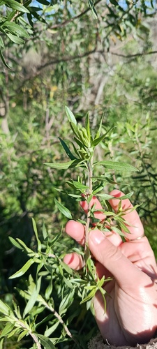 Baccharis dracunculifolia, photograph 3