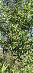 Baccharis dracunculifolia