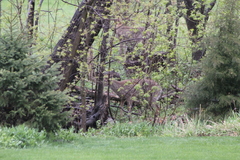 Odocoileus virginianus