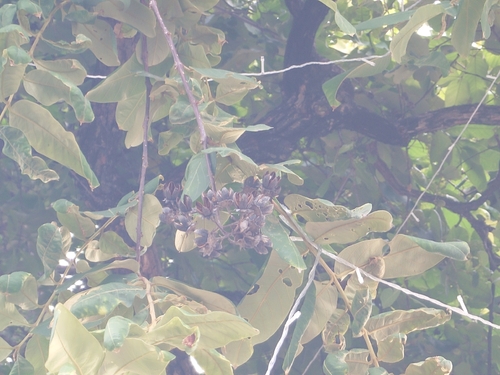 Lagerstroemia loudonii observed 2026-08-23
