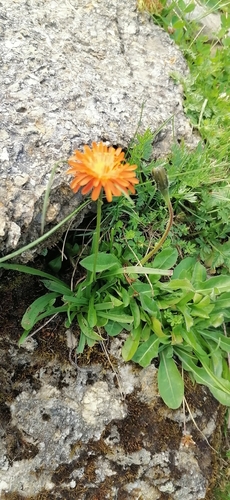 Crepis aurea, photograph 2