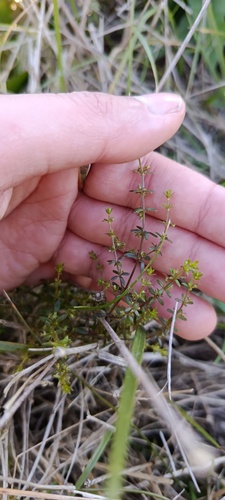 Galium hypocarpium, photograph 3