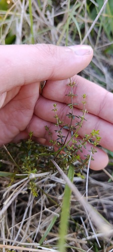 Galium hypocarpium, photograph 4