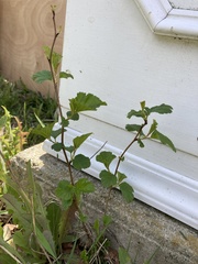 Magnoliopsida