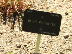 Bellis pappulosa