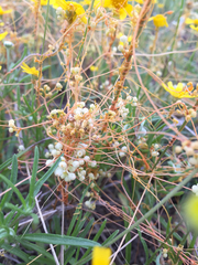 Cuscuta indecora