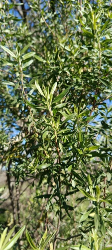 Baccharis dracunculifolia, photograph 2