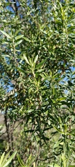 Baccharis dracunculifolia, photograph (c) Victoria Prosdocimo, some rights reserved (CC BY)