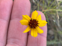 Thelesperma filifolium, photograph (c) Chet Burrier, some rights reserved (CC BY)