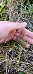 Galium hypocarpium, photograph (c) Victoria Prosdocimo, some rights reserved (CC BY)