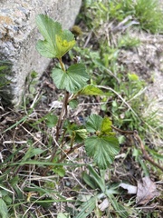 Magnoliopsida