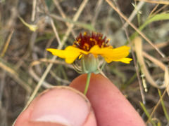 Thelesperma filifolium