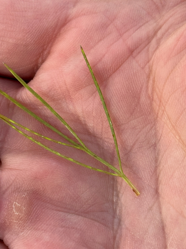 Thelesperma filifolium, photograph 2