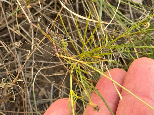 Thelesperma filifolium, photograph 1