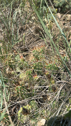 Brittle Pricklypear