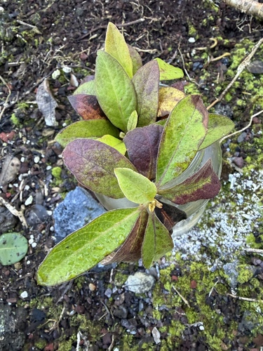 Pluchea carolinensis, photograph 6
