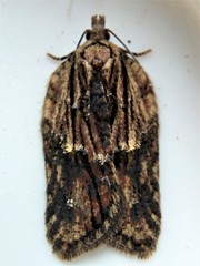 Acleris pulverosana
